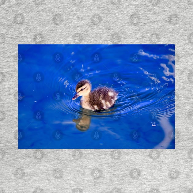 Duckling by Wolf Art / Swiss Artwork Photography